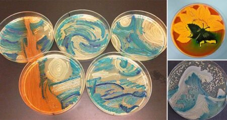 Bacteria International Agar Art Challenge