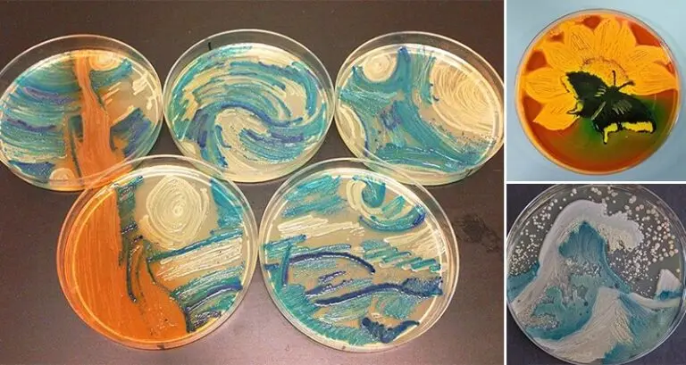 Bacteria International Agar Art Challenge