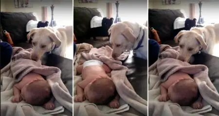 Caring Dog Tucks Baby In