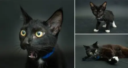 Casey Elise Photographs Black Cats