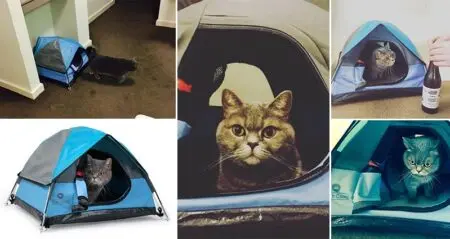 Cat Camp Tents