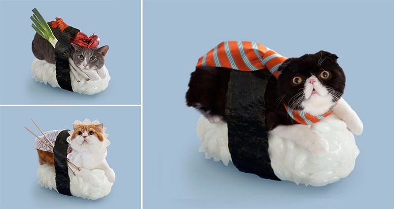 These Bizarre Sushi Roll Cats Are Hilarious