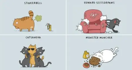 Different Types Of Cat Personalities