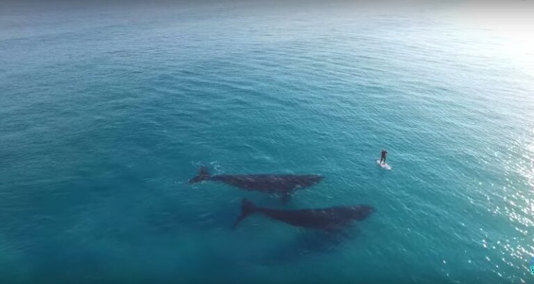 Drone Footage Of Whales And Paddleboarder