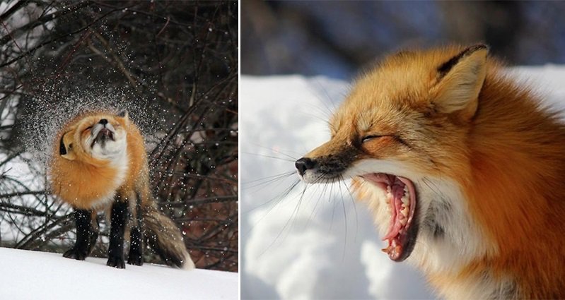 Jon Wedge Captured These Amazing Images Of Foxes In His Backyard