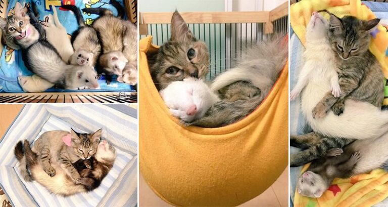 Kitten Adopted By Ferretts