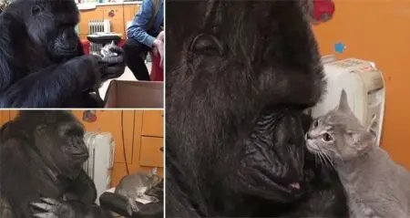Koko Gorilla Adopts Kittens