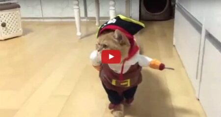 Pirate-Cat Halloween