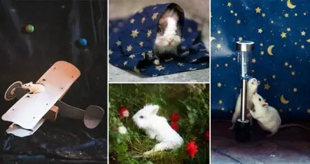 Rachele Totaro Ex-Lab Animals Photographed As Characters