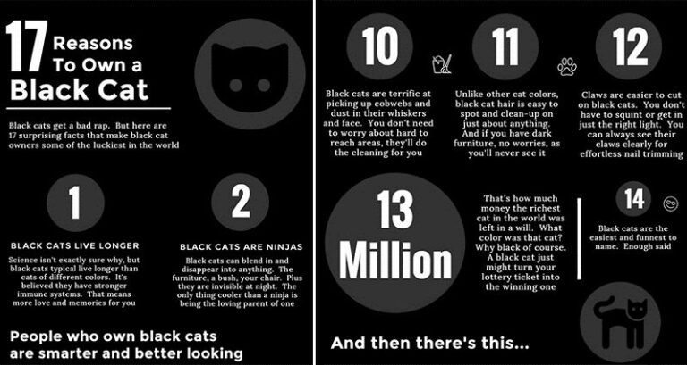Reasons To Own A Black Cat