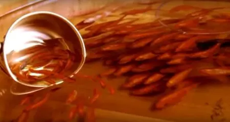 Riusuke Fukahori 3D Fish Paintings