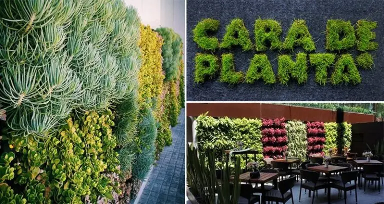 Vertical Gardening Cara De Planta