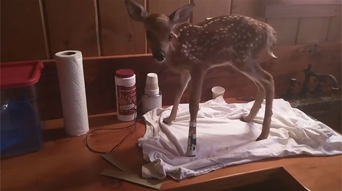 baby deer leg brace