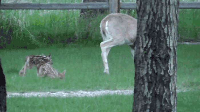 baby deer mother