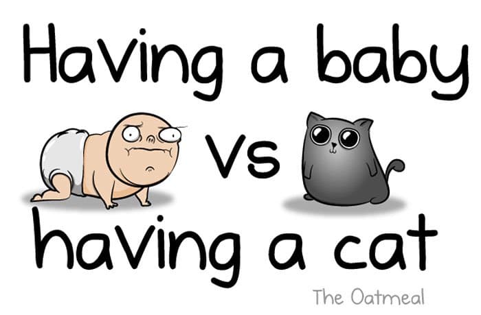 baby vs cat