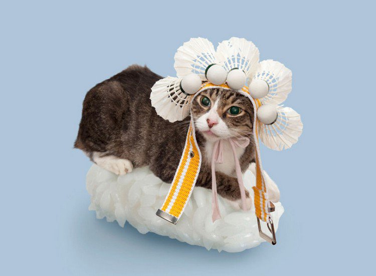 badminton sushi cat