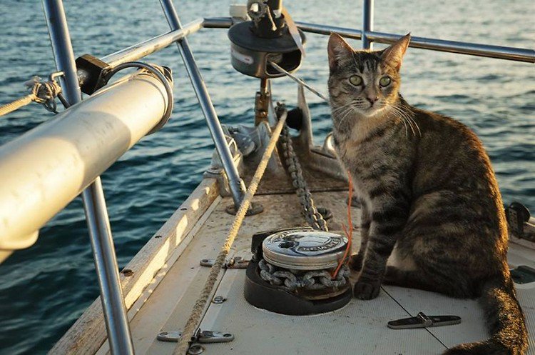 boat cat