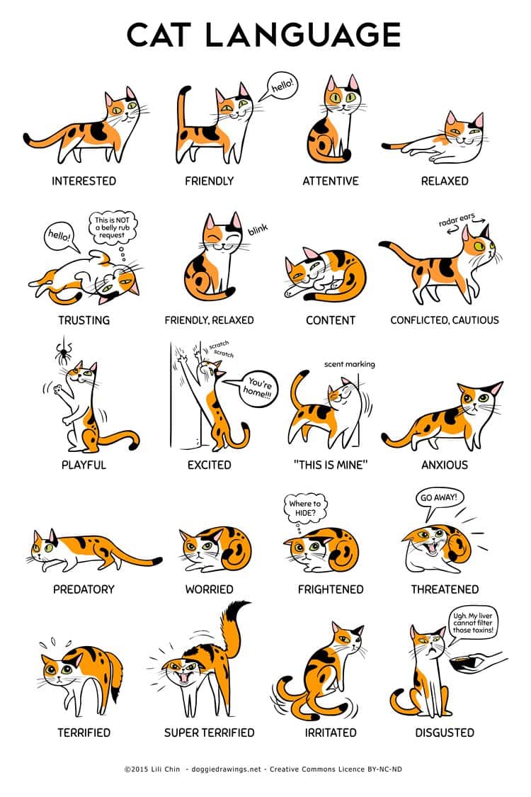 cat-behavior