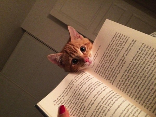 cat-book