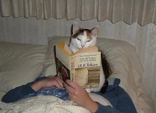 cat-books