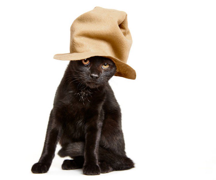 cat brown hat