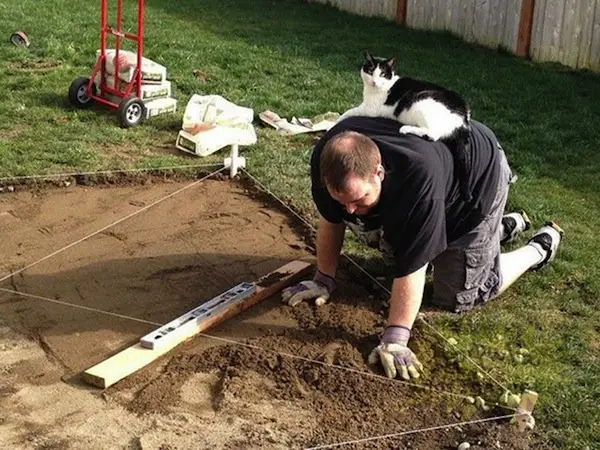 cat-builder