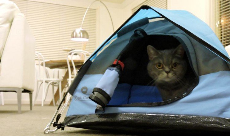cat camp