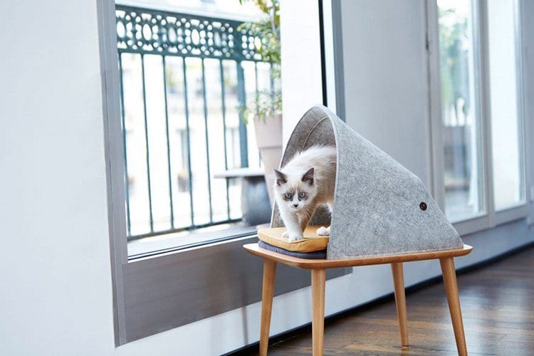 cat cocoon window