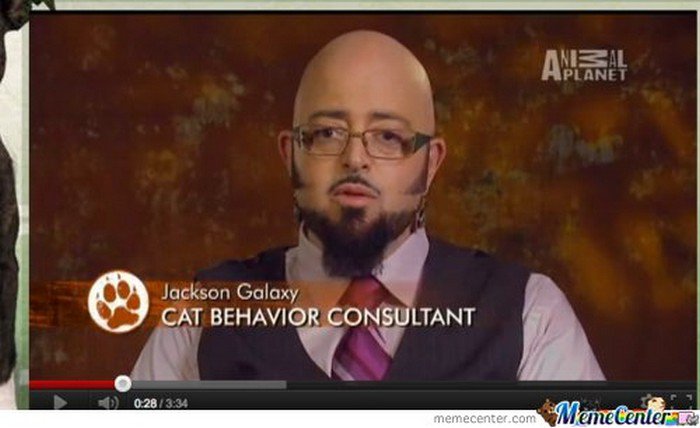 cat consultant