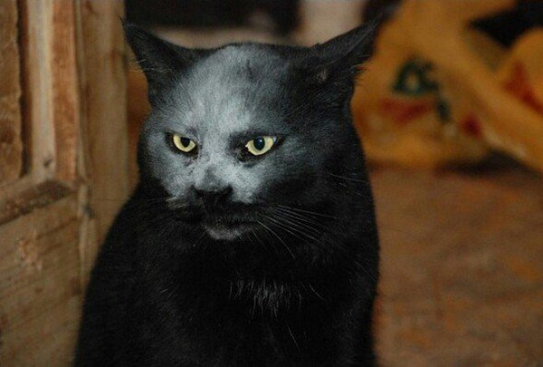 cat flour face looking