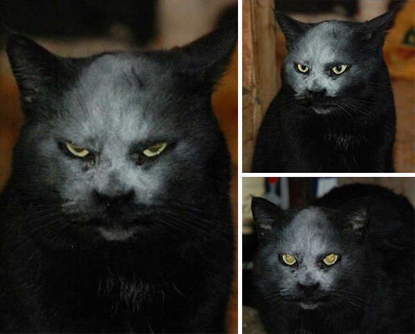 cat flour face montage