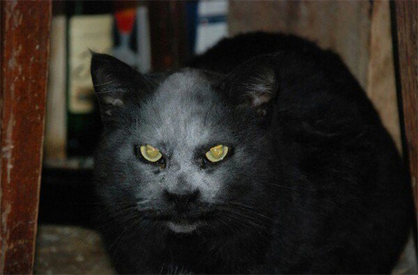 cat flour face