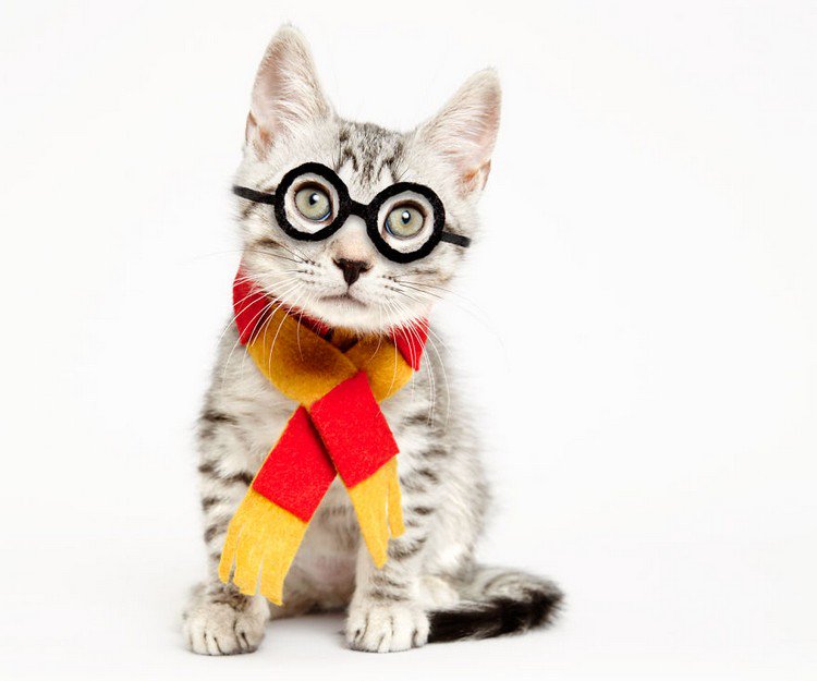 cat glasses muffler