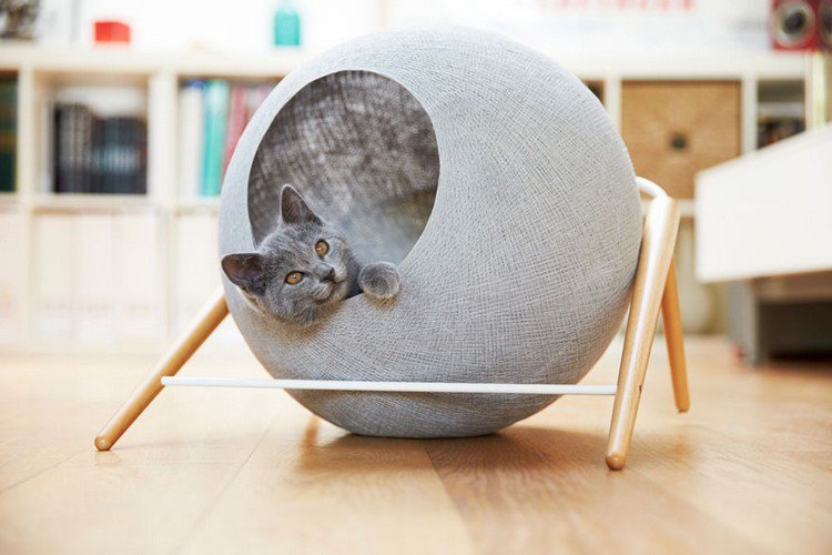 cat gray cocoon