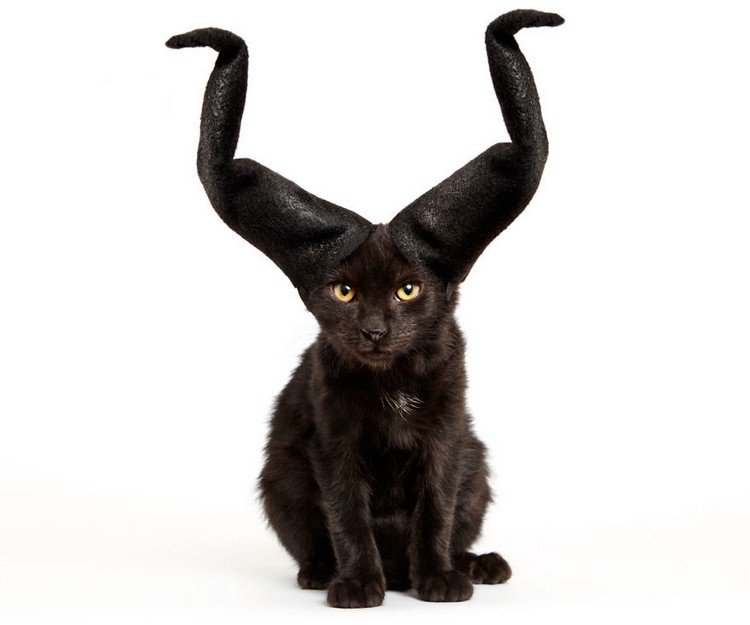 cat horns