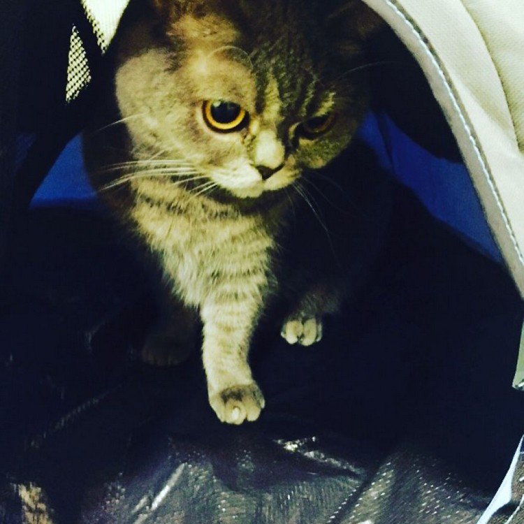 cat in tent