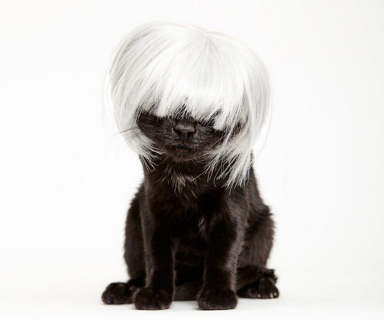 cat in wig