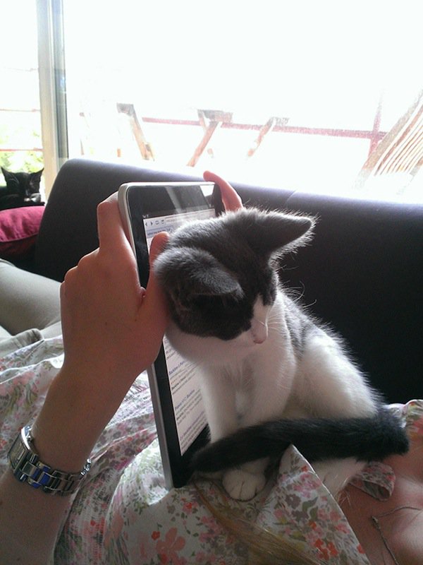 cat-ipad