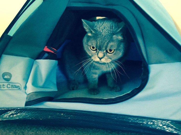 cat looking out tent