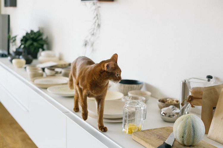 cat on counter