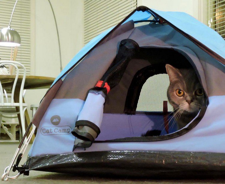 cat peeking tent