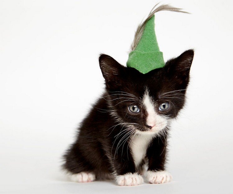 cat robin hood hat