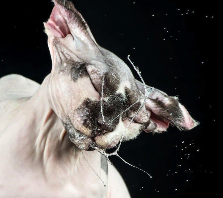 cat-shake-hairless