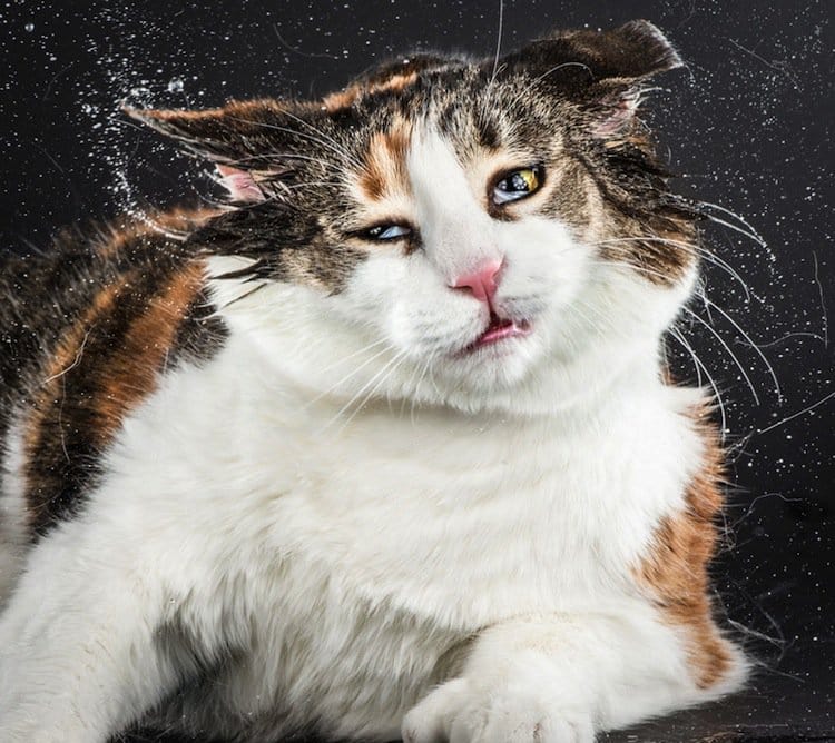 Carli Davidson's Hilarious Images Of Cats Shaking Their Heads Will Make