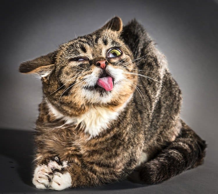 cat-shake-tongue
