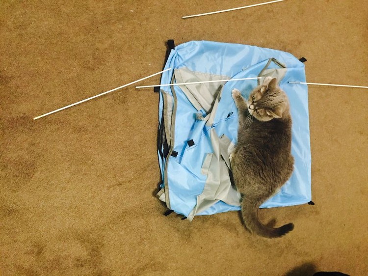 cat tent assemble