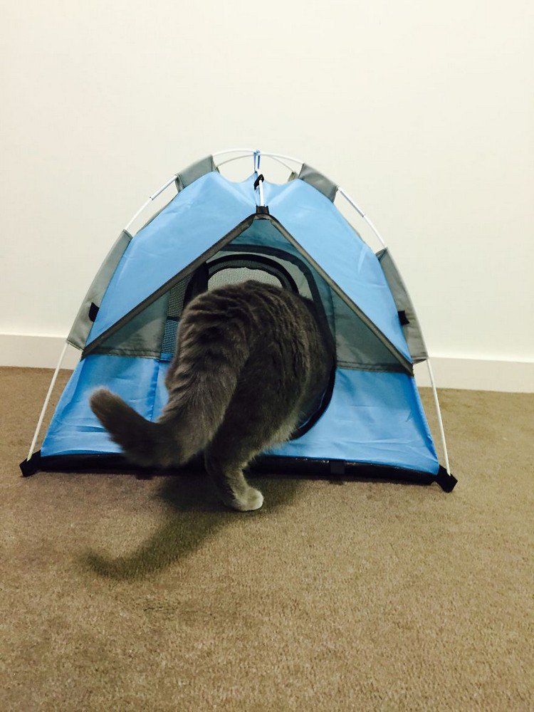 cat tent behind