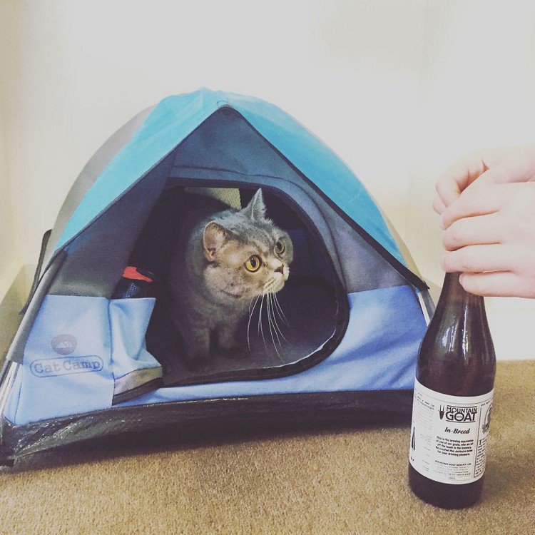 cat tent bottle