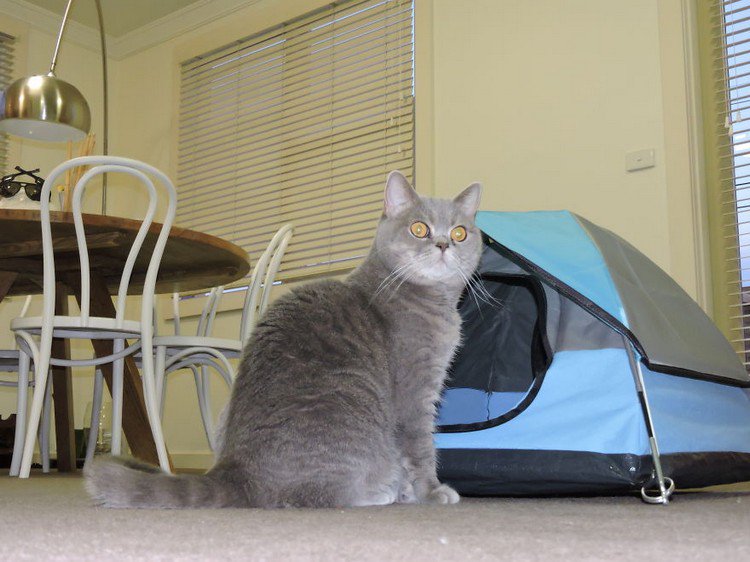 cat tent dining room