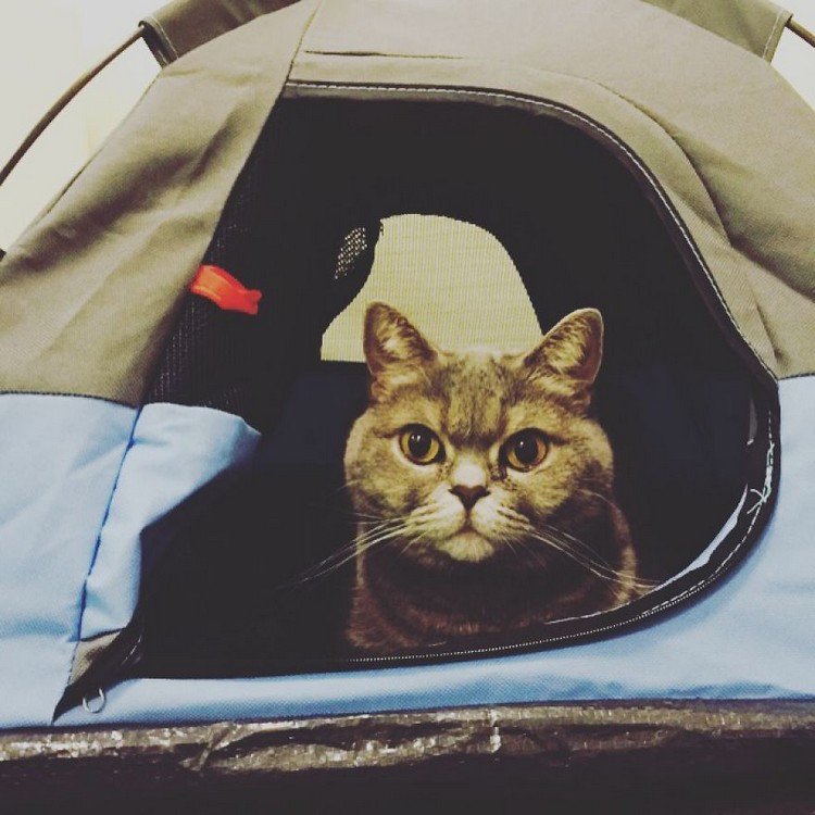 cat tent